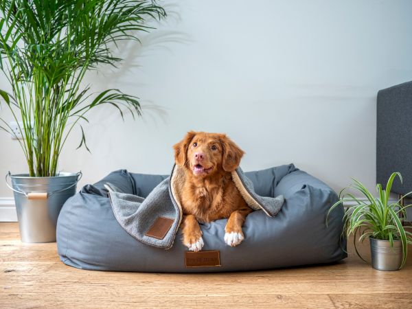 A cute dog on a cozy bed.