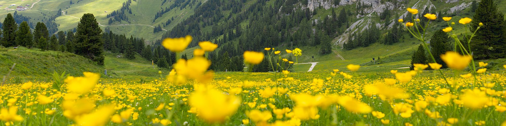 A vibrant meadow of yellow flowers with mountains and a partly cloudy sky in the background, creating a serene landscape.